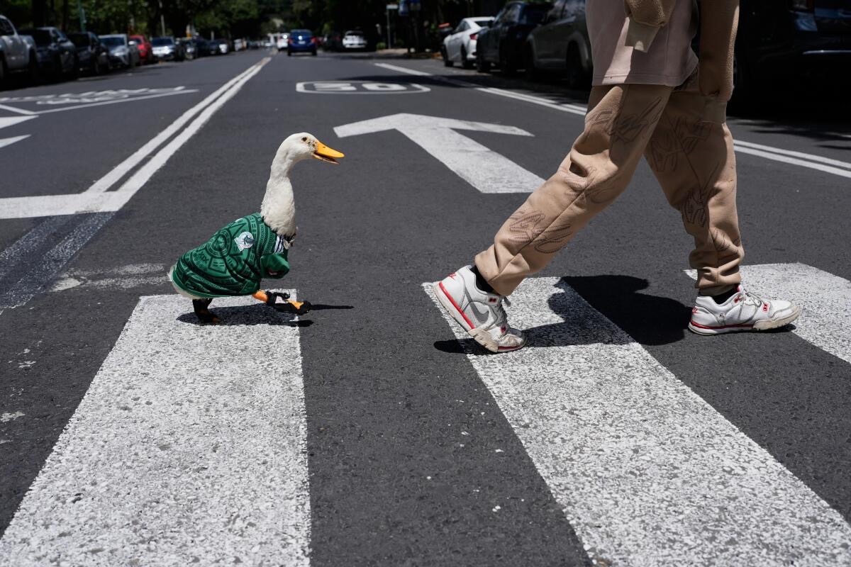 Merlín: el pato mexa que se convirtió en la mascota no oficial del Mundial 2026