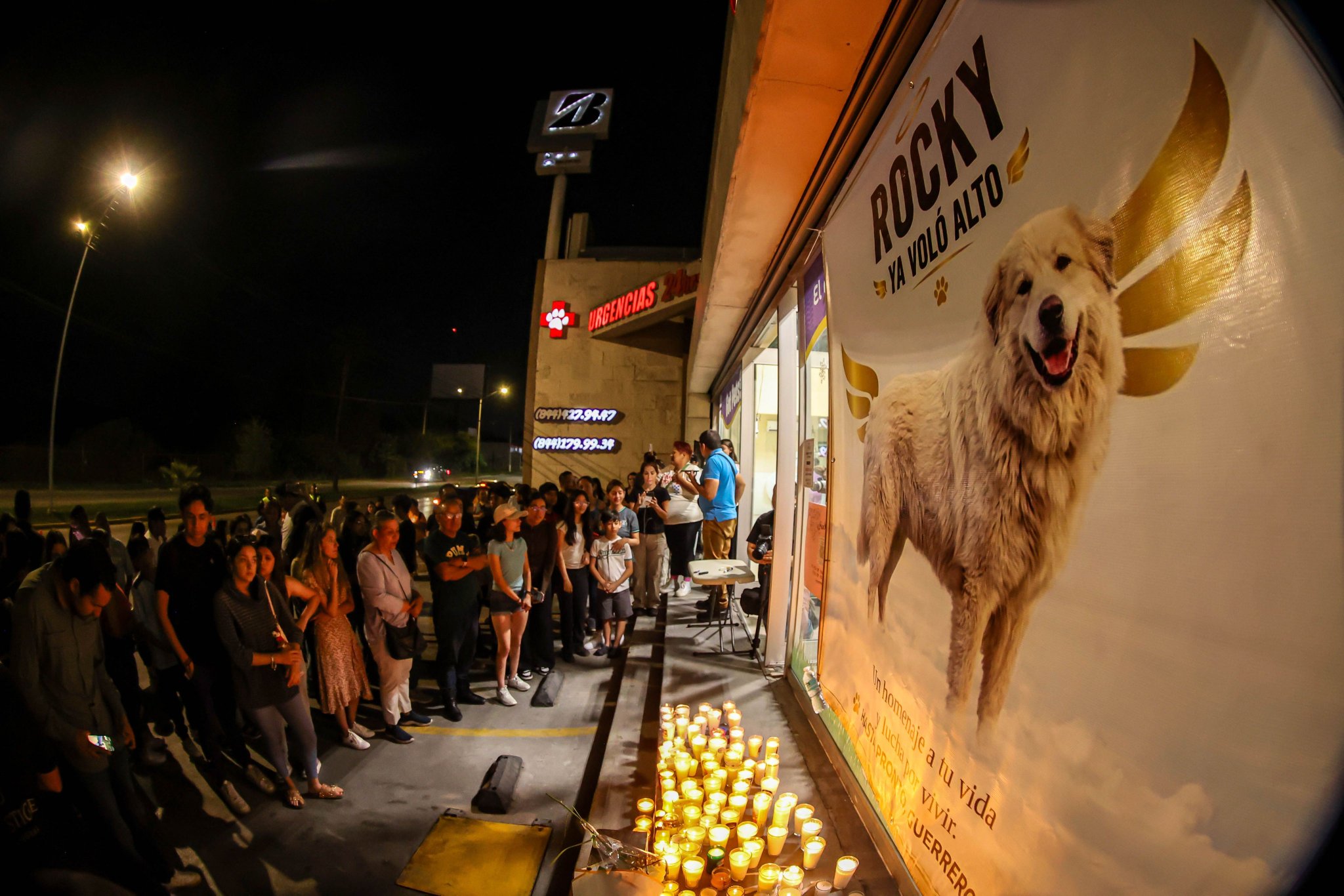 Ley Rocky: ¿cuáles serían las nuevas sanciones por crueldad y maltrato animal en México?